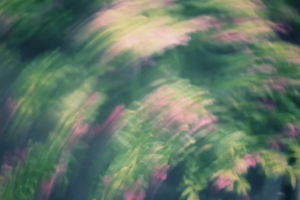 Desfocado de flores — Fotografia de Stock