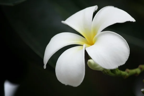 Fiore frangipani bianco su albero — Foto Stock