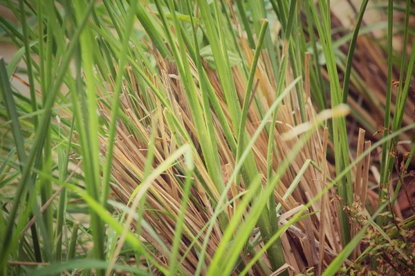 Erba vetiver — Foto Stock