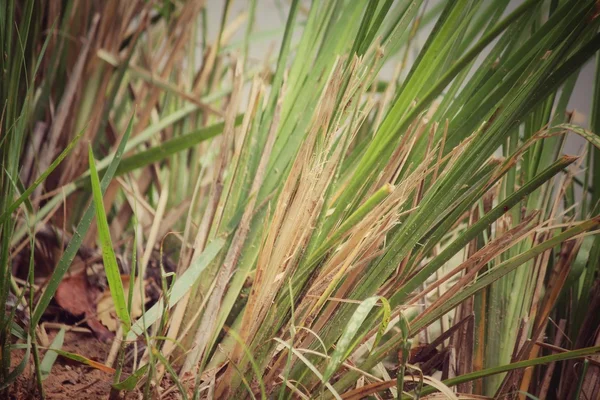 Grama de Vetiver — Fotografia de Stock