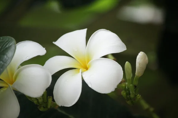 Flor de frangipani branco na árvore — Fotografia de Stock