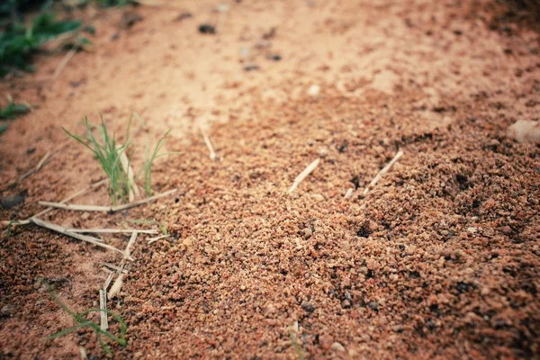 Mravenci hnízdo — Stock fotografie