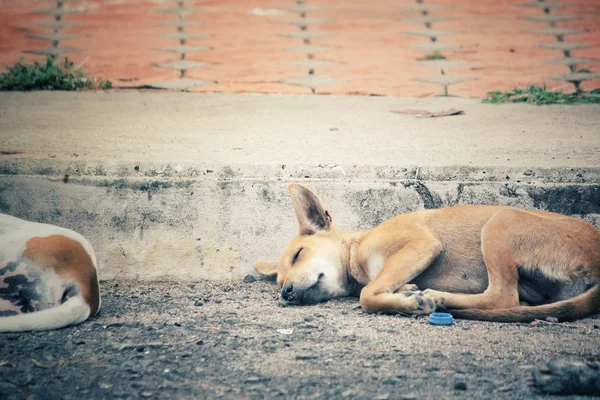 Perro durmiendo — Foto de Stock