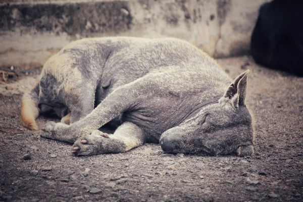 Dog sleeping — Stock Photo, Image