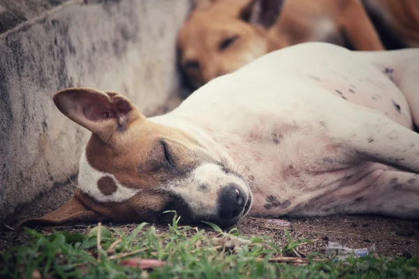 Perro durmiendo — Foto de Stock