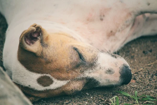 Perro durmiendo — Foto de Stock