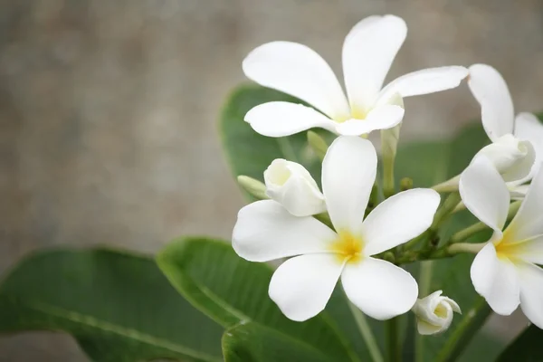 Witte frangipani bloem op boom — Stockfoto