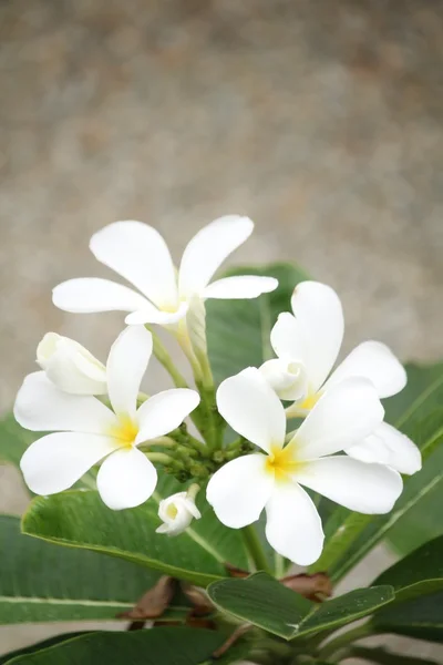 Vit frangipani blomma på träd — Stockfoto