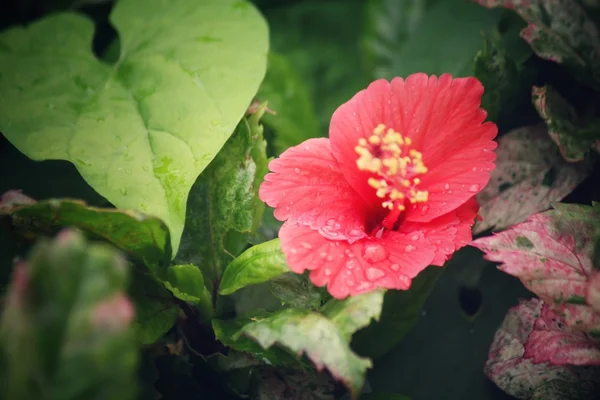 हिबिस्कस फुले लाल फूल — स्टॉक फोटो, इमेज