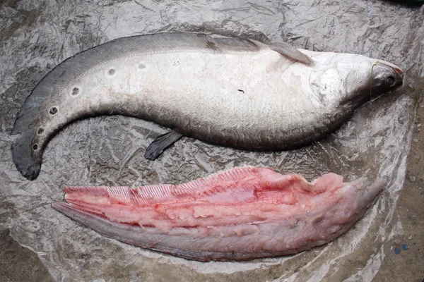 生の新鮮な魚の切り身 — ストック写真