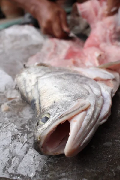 Rohes frisches Fischfilet — Stockfoto