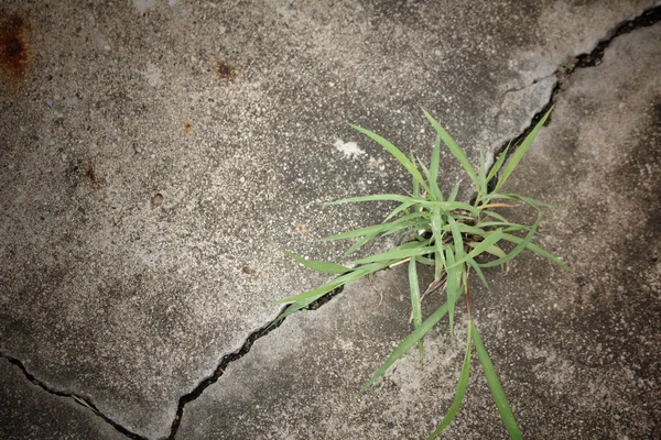 Çim yolda çatlaklar