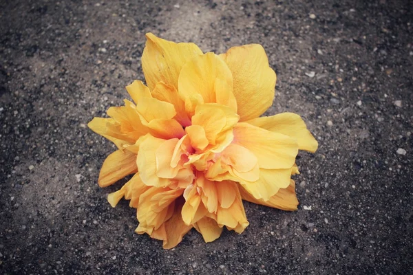 Hibiscus blomma - orange blomma — Stockfoto