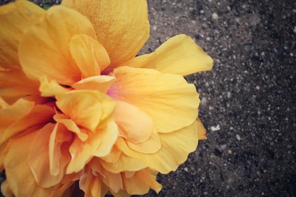 Hibiscus flower - orange flower — Stock Photo, Image