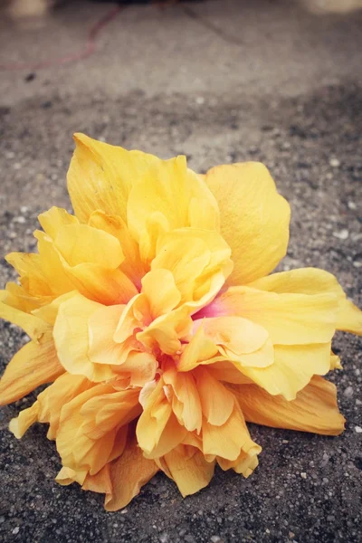 Hibiskusblüte - orange Blume — Stockfoto
