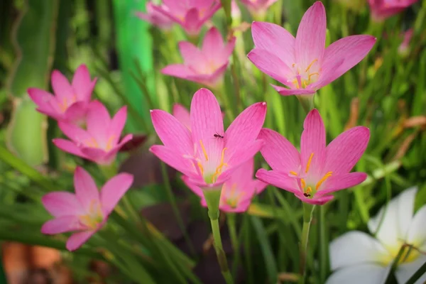 ピンクの花 — ストック写真