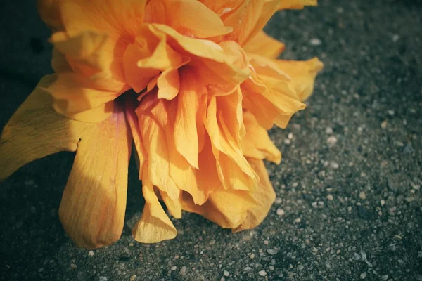 Hibiscus bloem - oranje bloem — Stockfoto