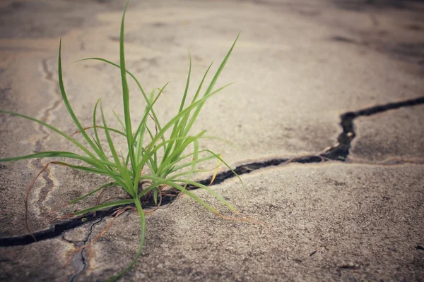 道路亀裂を草します。 — ストック写真