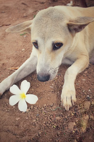 Dog with white flower — Stock Photo, Image