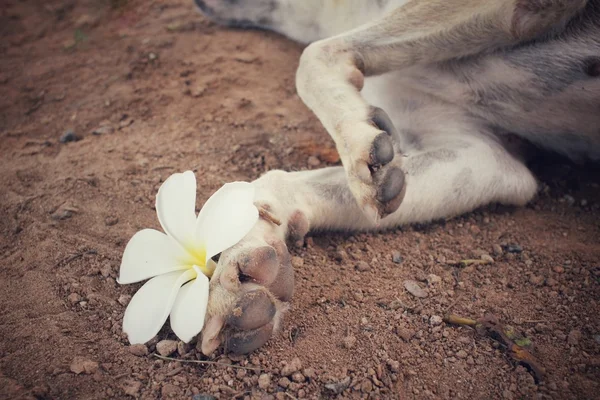 Pé de cão com flor branca — Fotografia de Stock
