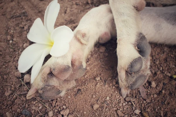 Dog foot with white flower — Stock Photo, Image