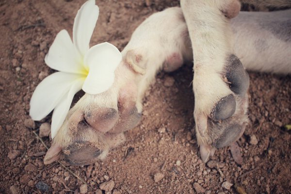 Dog foot with white flower