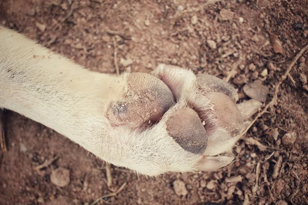 Köpek ayak — Stok fotoğraf