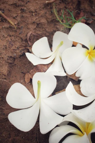 White frangipani flower — Stock Photo, Image