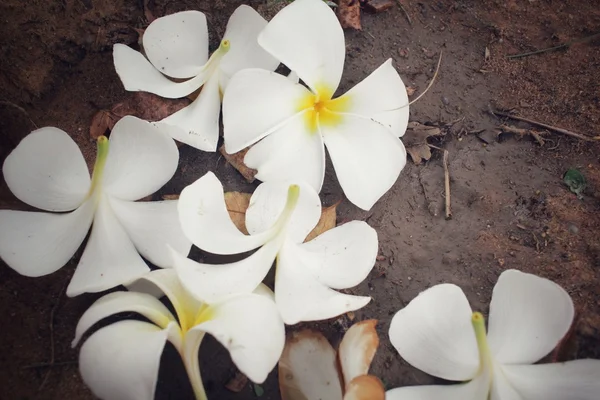 White frangipani flower — Stock Photo, Image