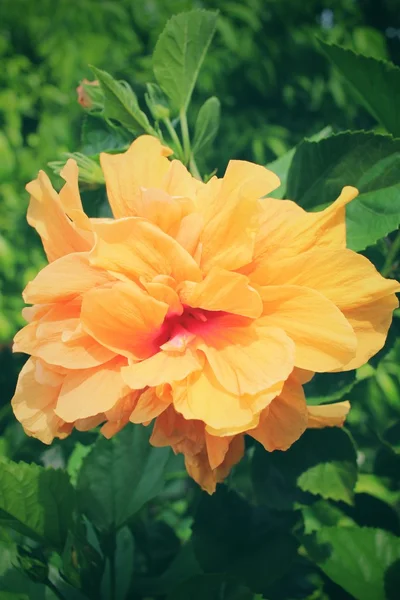 Hibiscus çiçek - portakal çiçeği — Stok fotoğraf