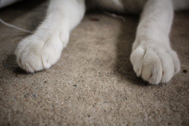 Kedi ayağı.