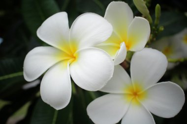 ağaç üzerinde beyaz frangipani çiçek