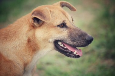 Köpek parkta arıyorsunuz