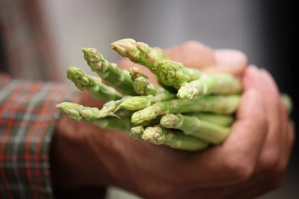 Bunch of asparagus with hand — Stock Photo, Image
