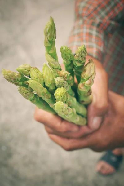 Bunch of asparagus with hands — Stock Photo, Image