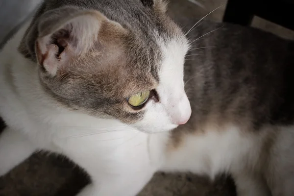 Gato mirando — Foto de Stock