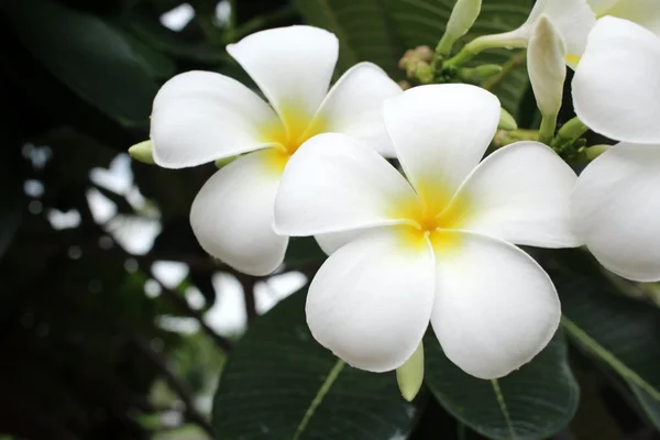 Fleur frangipani blanche sur l'arbre — Photo