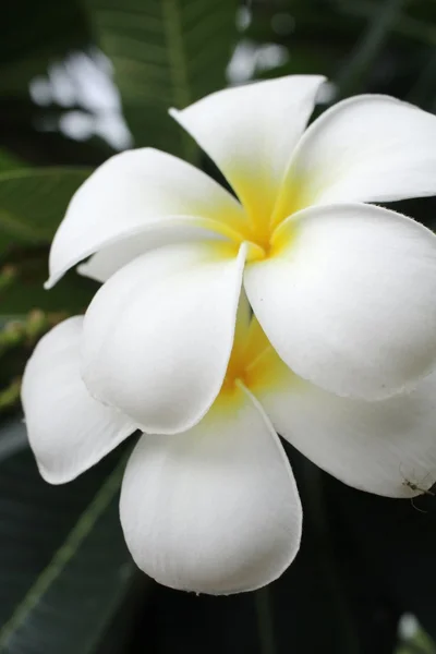 Weiße Frangipani-Blume auf Baum — Stockfoto