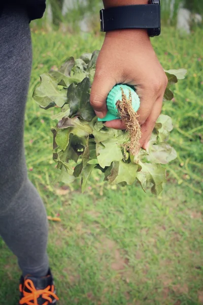 Manos con lechuga de hoja de roble — Foto de Stock