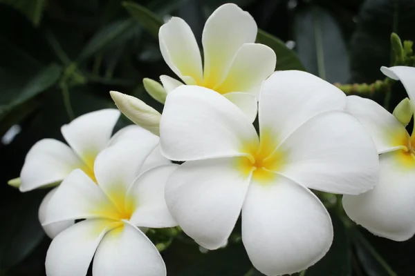 Λευκό Φραντζιπάνι λουλούδι στο δέντρο — Φωτογραφία Αρχείου