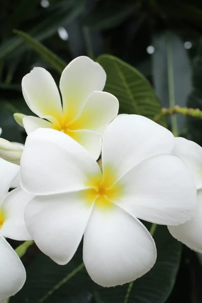 Weiße Frangipani-Blume auf Baum — Stockfoto