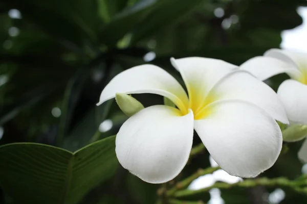 Weiße Frangipani-Blume auf Baum — Stockfoto