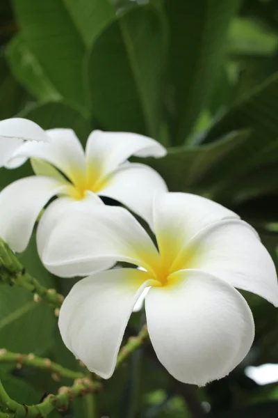Flor de frangipani blanco en el árbol —  Fotos de Stock
