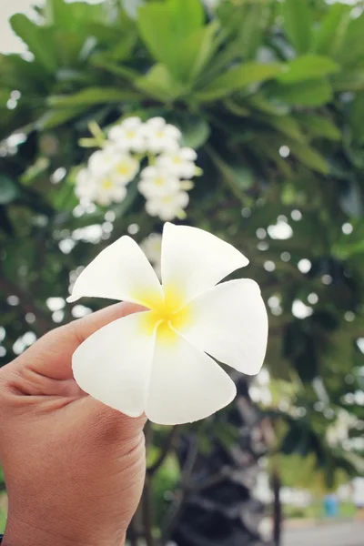 Selfie of white frangipani flower with hand — Stock Photo, Image