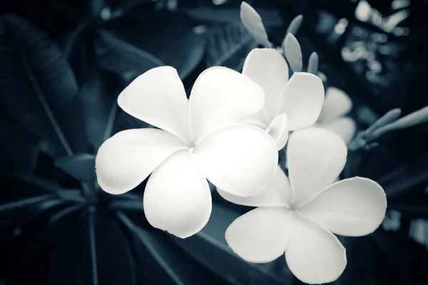Ağaç üzerinde beyaz frangipani çiçek — Stok fotoğraf