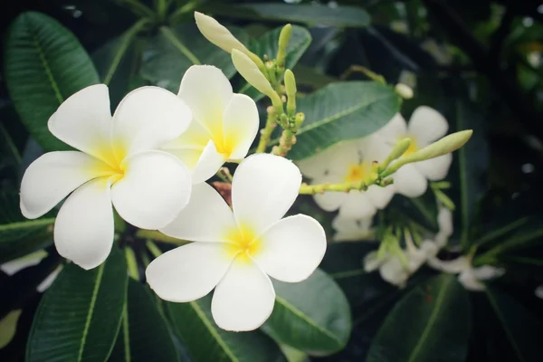 Bílá keře květ na stromě — Stock fotografie
