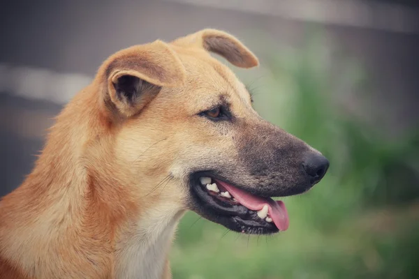 犬の公園で探して — ストック写真