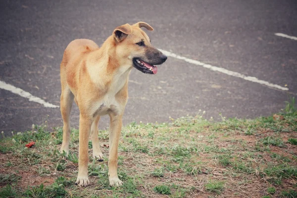 犬の公園で探して — ストック写真