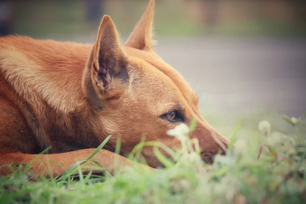 Dog looking in the park — Stock Photo, Image