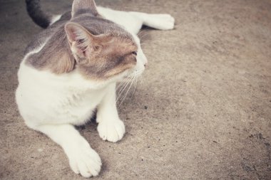 kedi arıyorum.